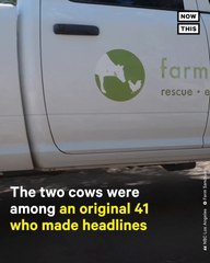 Cows Who Escaped CA Slaughterhouse Arrive At Sanctuary