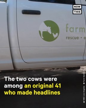 Cows Who Escaped CA Slaughterhouse Arrive At Sanctuary