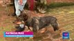Deslave sepulta a perritos de refugio en Xochimilco