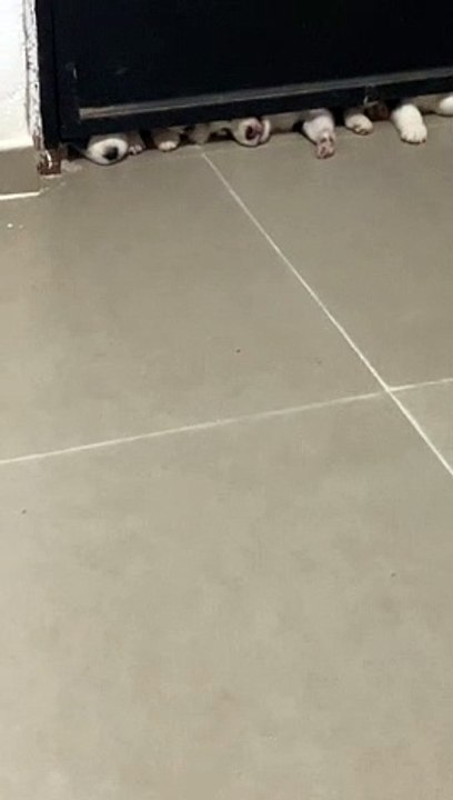Puppies Pile Under Door for Cool Draft
