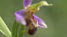 This Pretty Orchid Looks Just Like a Bumble Bee (And It Helps Attract Them, Too!)