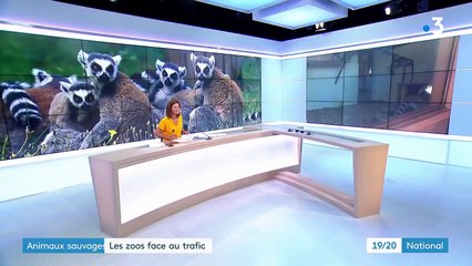 Vol de lémuriens dans un zoo de la Drôme : deux hommes interpellés et incarcérés