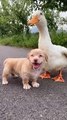 Cachorro e pato se tornam melhores amigos e até dançam lambada juntos.