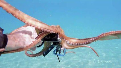 Octopus Rides on GoPro