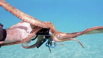 Octopus Rides on GoPro
