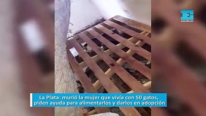 La Plata: murió la mujer que vivía con 50 gatos y ahora piden ayuda para alimentarlos y darlos en adopción