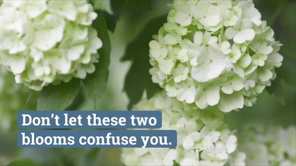 What's the Difference Between a Snowball Bush and an Annabelle Hydrangea?