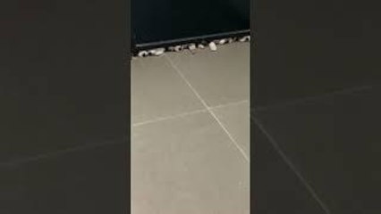 Puppies Pile Under Door for Cool Draft