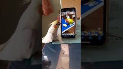 Bird Tries to Find Friend on Screen