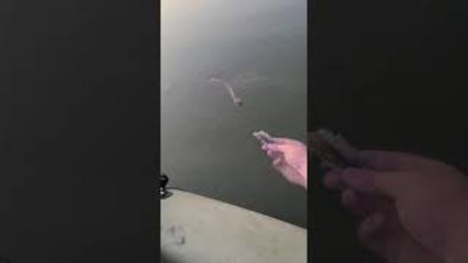 Fisherman Hand Feeds Snake from Kayak
