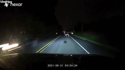 Driver Swerves to Avoid Deer and Misses Guardrail