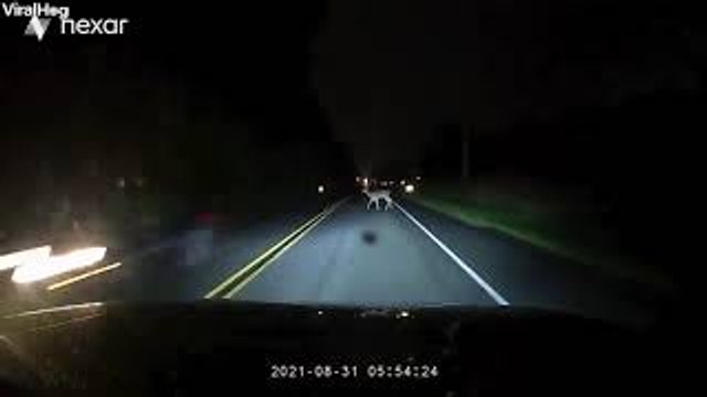 Driver Swerves to Avoid Deer and Misses Guardrail