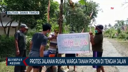 Jalan Rusak Tak Kunjung Diperbaiki, Warga Blitar Tanam Pohon Pisang Di Tengah Jalan