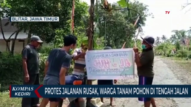 Jalan Rusak Tak Kunjung Diperbaiki, Warga Blitar Tanam Pohon Pisang Di Tengah Jalan