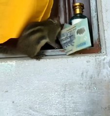 Sasi the Squirrel Secretly Steals Money and Bolts