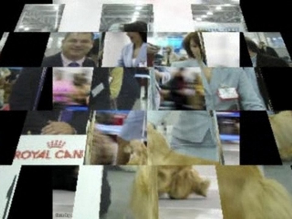 Dog Show EURASIA-2 24.02.2008 Moscow part 1