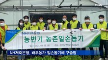 NH저축은행, 배추농가 일손돕기에 구슬땀