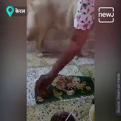 Heartwarming Video Of Dog Eating Sadhya Will Melt Your Heart