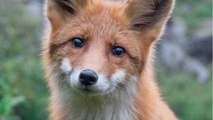 Curioso zorro interrumpe una sesión de fotos y posa para llevarse toda la atención