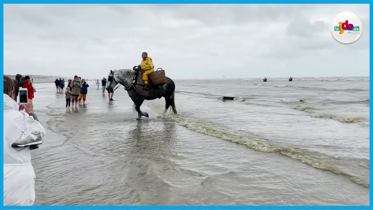 Les pêcheurs de crevettes à cheval de la mer du Nord
