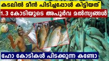 Palghar fisherman sells 157 Ghol fish for Rs1.33 crore