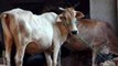 Cow should be declared national animal, given fundamental rights: Allahabad High Court