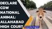 Allahabad HC says cow protection should be fundamental right of Hindus | Oneindia News
