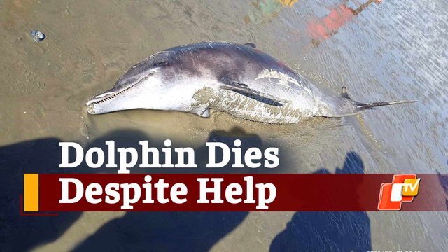 Injured Dolphin Dies Despite Assistance From Locals Near Odisha’s Chandipur Beach