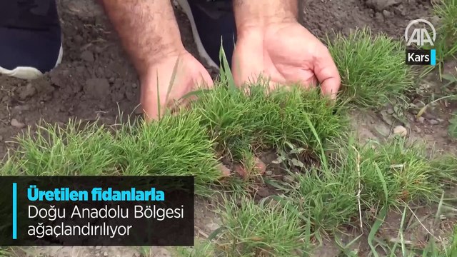 Üretilen fidanlarla Doğu Anadolu Bölgesi ağaçlandırılıyor