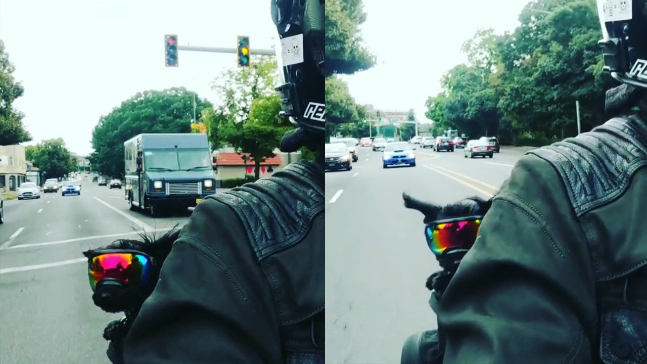 ''Road Dog' Enjoys a Fun Bike Ride with Owner on the Streets of Portland, OR'