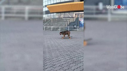 'Talented Bulldog Hits the Streets of Russia on his Skateboard '