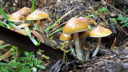 'Magic mushrooms' could be used to treat types of mental illness
