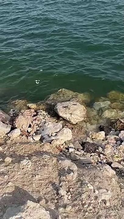 Sea