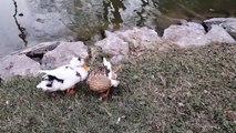 Day with Mallard Ducklings | Wild Duck Video | Kingdom of Awais