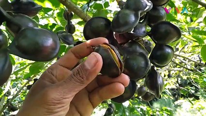 Jengkol dan Petai RI Hipnotis Dunia, Diburu hingga Pelosok