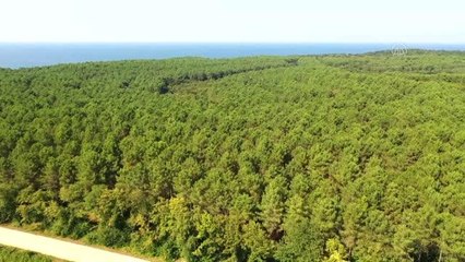 Ormanlarından elde edilen çam reçinesi ekonomiye katkı sağlıyor