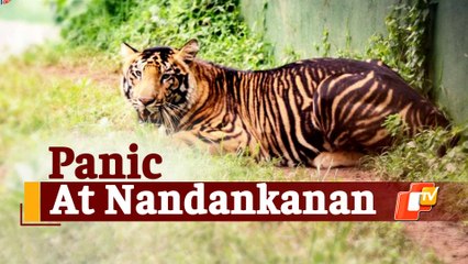 Tiger Escapes Enclosure At Nandankanan Zoo & Causes Panic; Later Spotted Within Safari