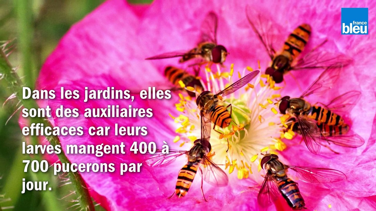 Les_syrphes, des petites mouches déguisées en mouches