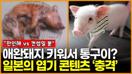 애완돼지 키워서 통구이? 일본의 엽기 콘텐츠 ‘충격’