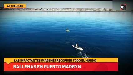 Ballenas en Puerto Madryn