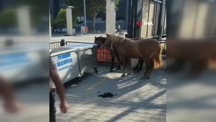 Karayolundaki başıboş atlar yakalandı