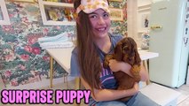 'Parents Surprise Anxious Daughter with a Cute Puppy *Heartwarming Reaction*'