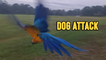 ''F*$K OFF, DOG!' Furious Woman Tries to Fend Off Dog Chasing her Macaw '
