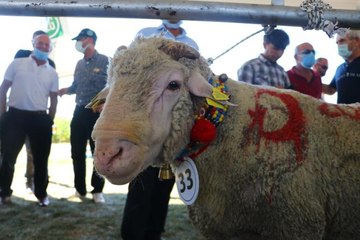 Tekirdağ'da "koç güzellik" yarışması yapıldı