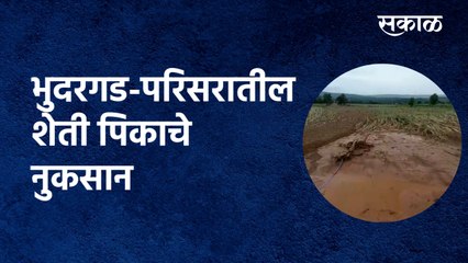 kolhapur | भुदरगड-परिसरातील शेती पिकाचे नुकसान| Bhudargad | farmer | megholil |crop| Sakal Media