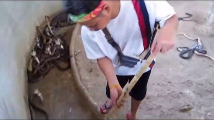 Il déplace des dizaines de serpents Cobra sans se faire piquer
