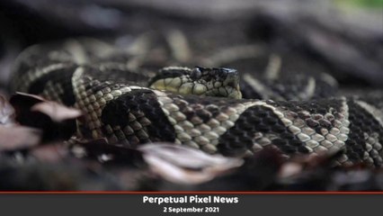 PPN World News Headlines - 2 Sep 2021 | Taliban Government | US School Shooting | Texas Abortion Law