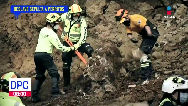 El albergue Milagros caninos está de luto, un deslave provocó la muerte de 4 perritos