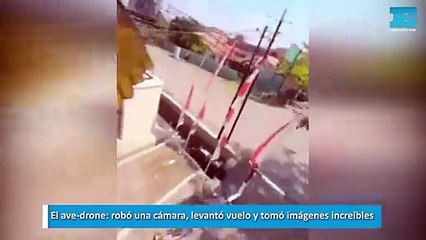 El ave drone robó una cámara, levantó vuelo y tomó imágenes increíbles