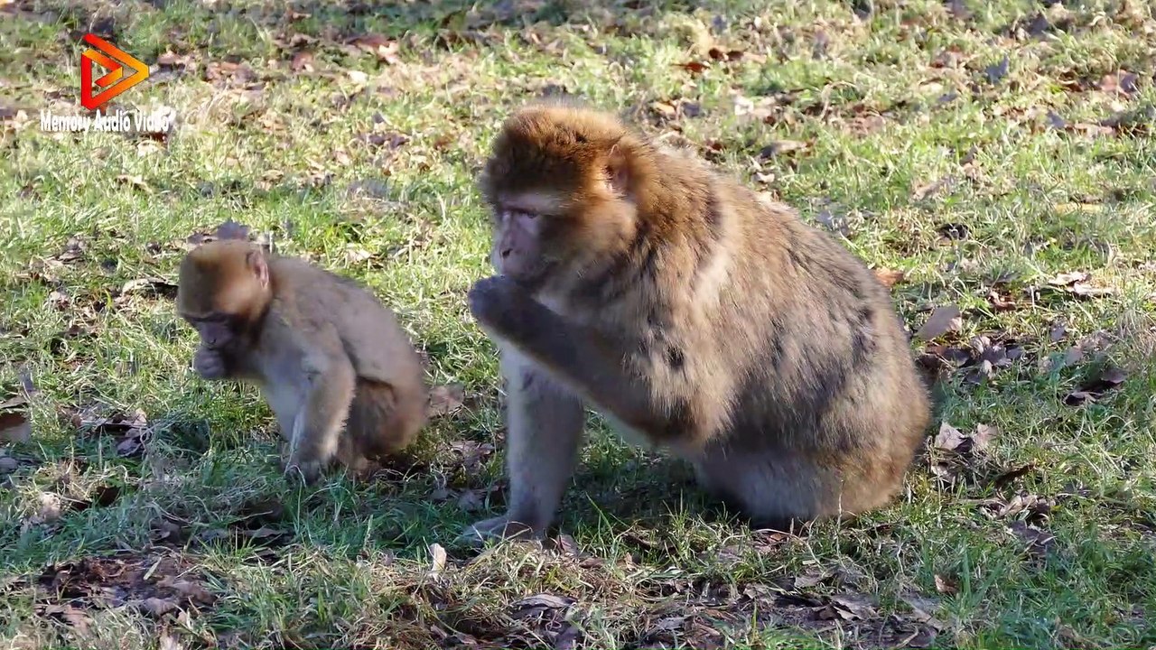 funny monkey video/The Ultimate Funny Monkey Compilation | Monkey Fails by FailArmy  Funny Monkey Eats Cream & Leaves Biscuits - Crazy Monkey Video